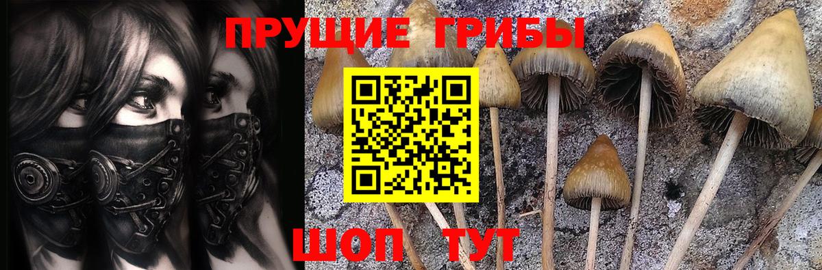 Галлюциногенные грибы Cubensis Сосновый Бор